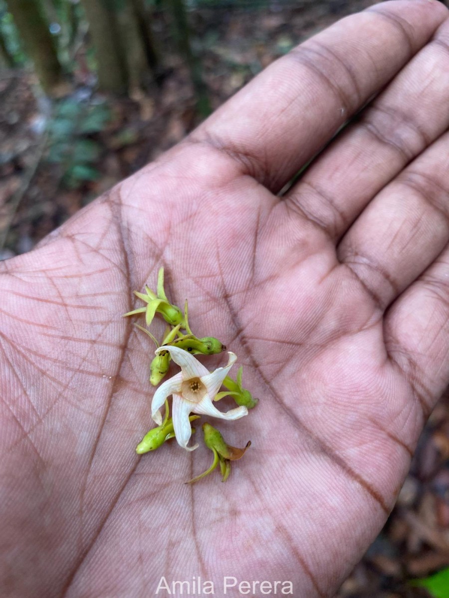 Anthoshorea stipularis (Thwaites) P.S.Ashton & J.Heck.